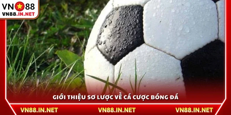 Tổng quan về cá cược bóng đá cho người mới