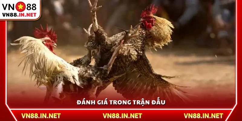 Kinh nghiệm xem đá gà quan sát và phân tích