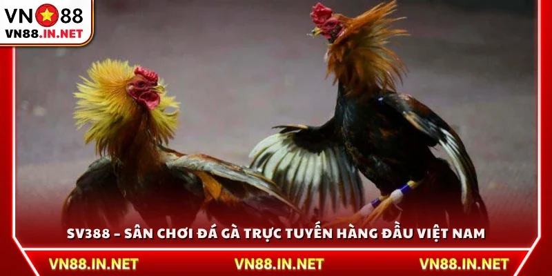 SV388 – Sân chơi cá cược đá gà trực tuyến uy tín 
